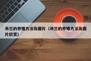 吊兰的养殖方法及图片（吊兰的养殖方法及图片欣赏）